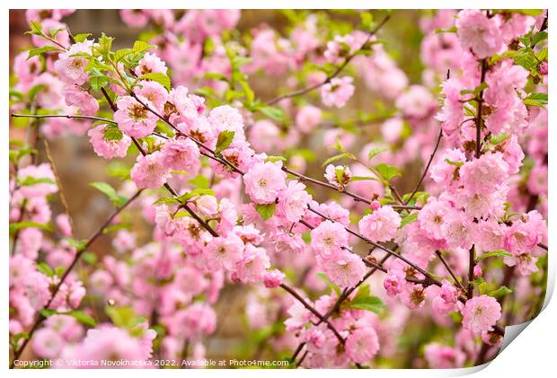 Spring flowering bush pink flowers Print by Viktoriia Novokhatska