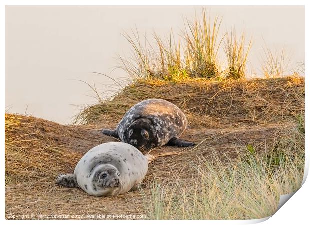 Playful Seal Pups Print by Terry Newman