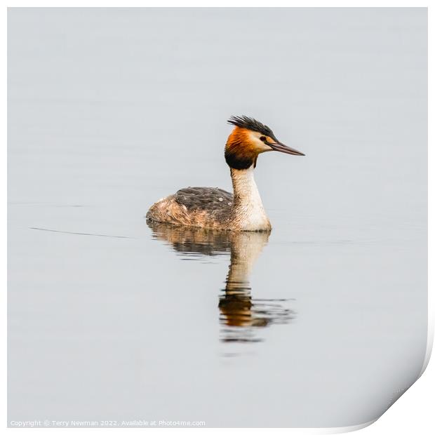 Reflection of Elegance Print by Terry Newman