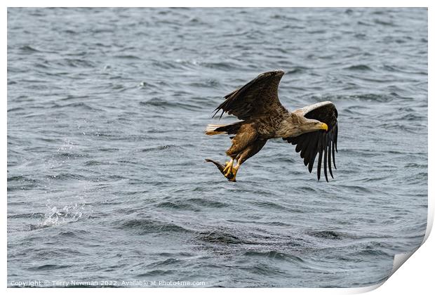 Majestic Sea Eagle Snatches Salmon Print by Terry Newman