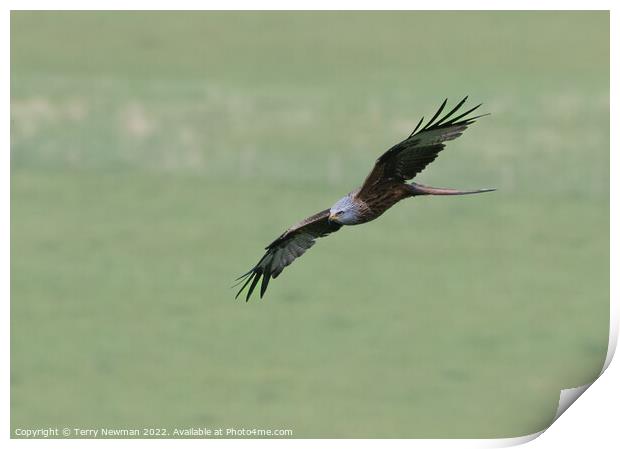 Majestic Red Kite Soaring Print by Terry Newman