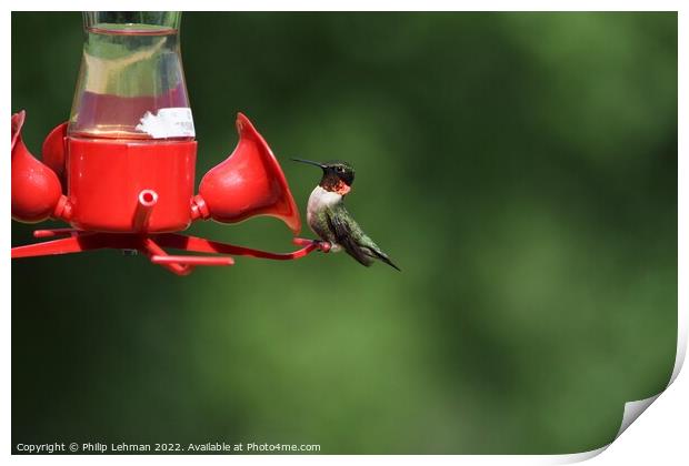 Ruby Throated Hummingbird on feeder Print by Philip Lehman