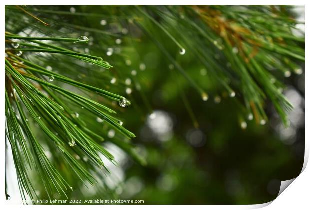 Pine branches with water droplets Print by Philip Lehman