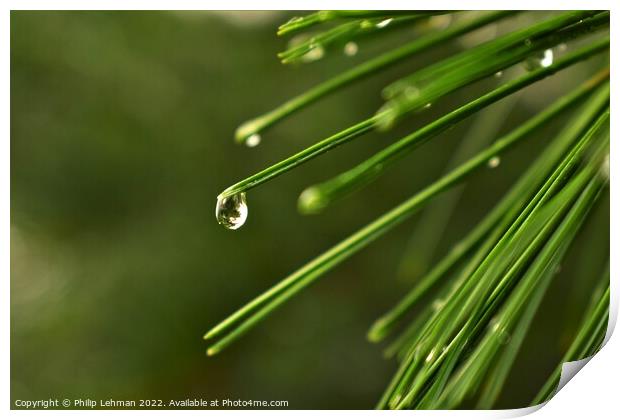 Pine needle with a water droplet Print by Philip Lehman