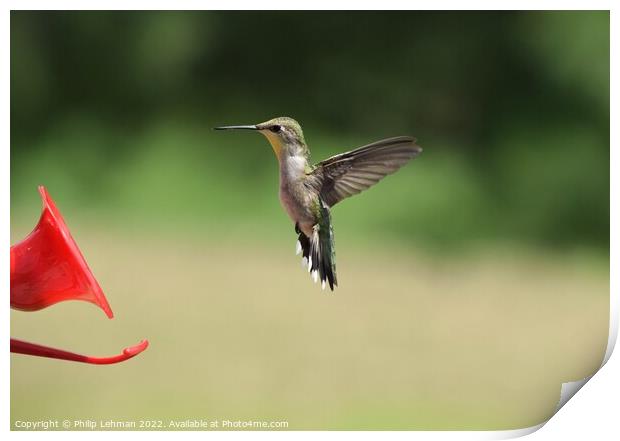 Hummingbird at feeder 5 Print by Philip Lehman