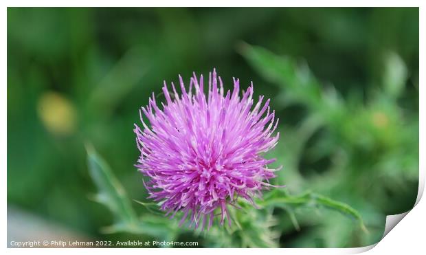 Thistle Flower 2 Print by Philip Lehman