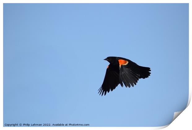Red-wing blackbird in flight 1A Print by Philip Lehman
