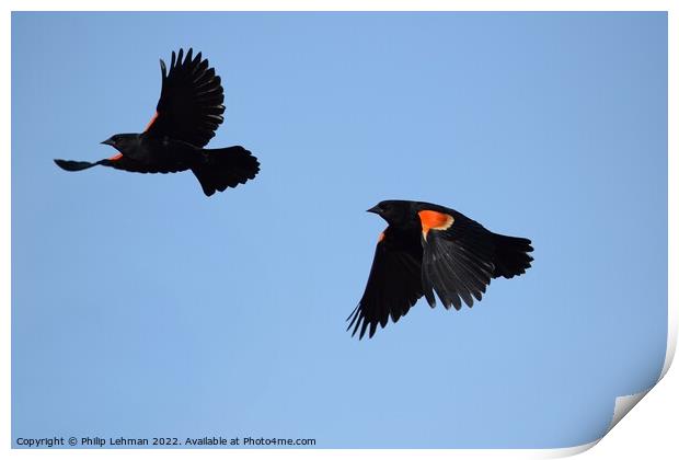 Red-Wing Blackbird in flight 1B Print by Philip Lehman