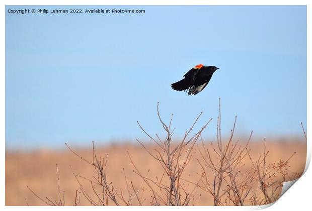 Red-Wing Blackbird in flight 6 Print by Philip Lehman