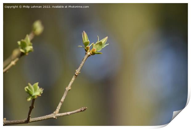 Lilac Buds 4A Print by Philip Lehman