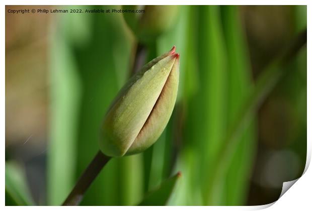 Closed Tulips 1A Print by Philip Lehman