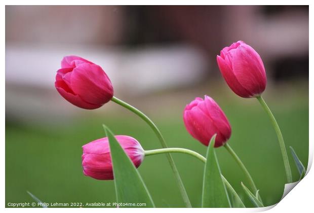 Pink Tulips 3B Print by Philip Lehman