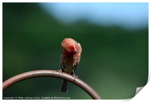 Common Finch (5A) Print by Philip Lehman