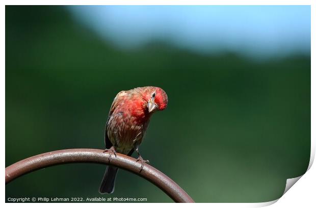 Common Finch (4A) Print by Philip Lehman