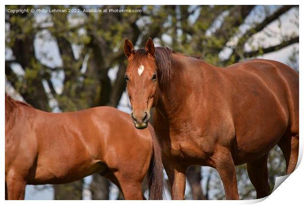 Brown Quarter Horses (1A) Print by Philip Lehman