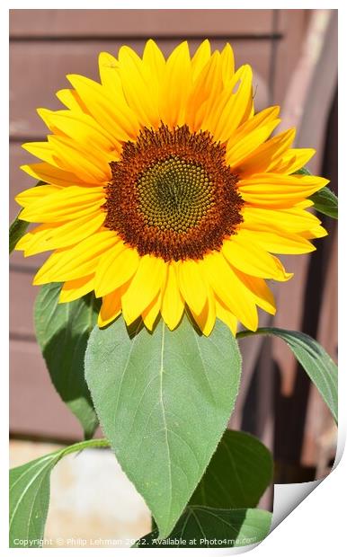 Sunflower Closeup (7A) Print by Philip Lehman