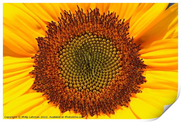 Sunflower Closeup (3A) Print by Philip Lehman