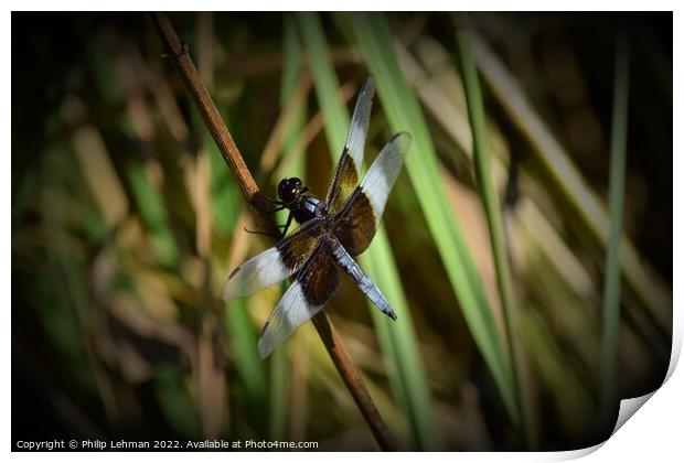 Dragonfly on grass (2B) Print by Philip Lehman