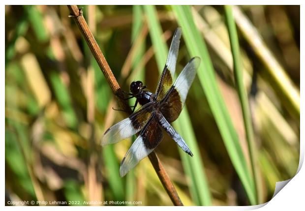 Dragonfly on grass (2E) Print by Philip Lehman