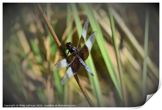 Dragonfly on grass (2D) Print by Philip Lehman