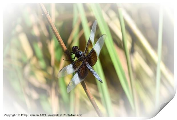 Dragonfly on grass (2C) Print by Philip Lehman