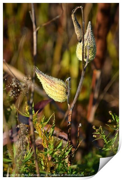 Milkweed (2A) Print by Philip Lehman