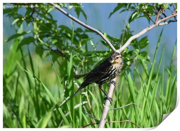 Female Redwing Black-Bird perched on branch (3A) Print by Philip Lehman