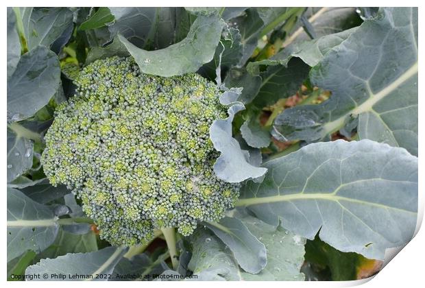 Broccoli Close up (5A) Print by Philip Lehman
