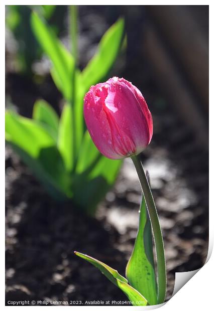 Tulips-Water Drops 5A Print by Philip Lehman