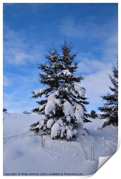 Snow Covered Pines 21B Print by Philip Lehman