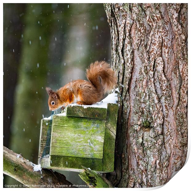 Red  Squirrel Feeding  Print by Gillian Robertson