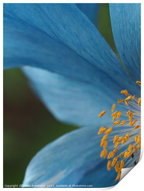 Blue Himalayan Poppy Print by Gillian Robertson