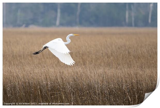 Egret Flying Print by Eli Wilson