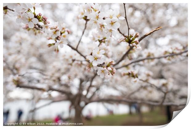 Cherry Blossom Flowers Print by Eli Wilson