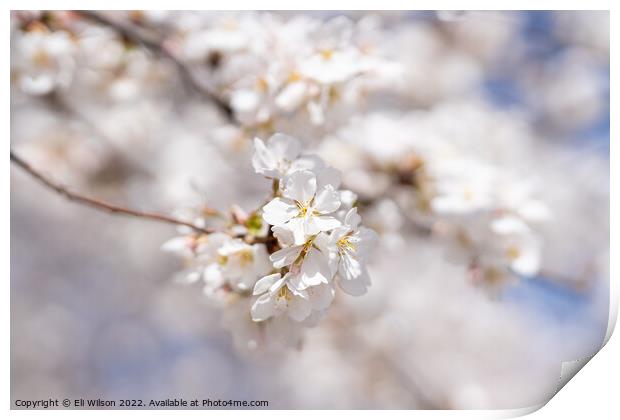 Close-up Photo Of Cherry Blossoms Print by Eli Wilson