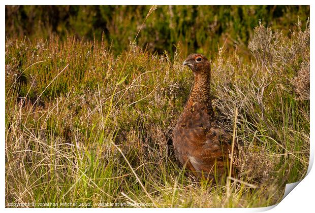 Red Grouse Cairngorms National Park Scotland Print by Jonathan Mitchell