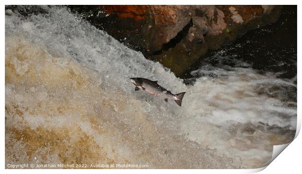 Wild Atlantic Salmon Leap Scotland Print by Jonathan Mitchell