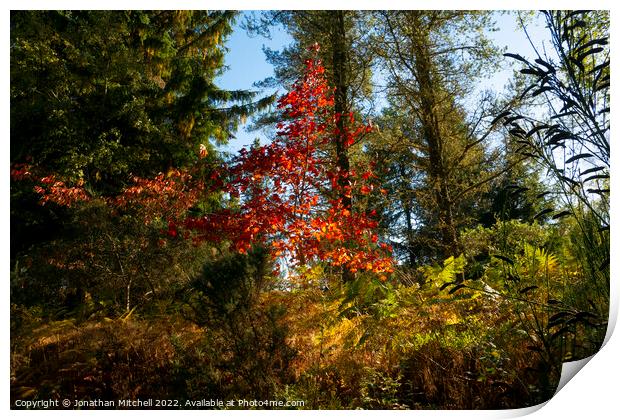 Amazing autumn colours in the Scottish Highlands Print by Jonathan Mitchell