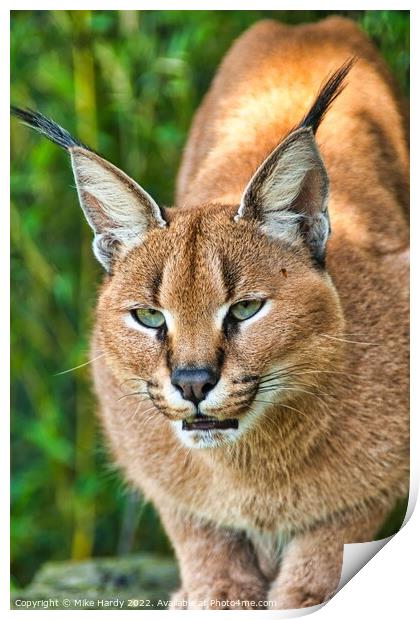Caracal ready to pounce! Print by Mike Hardy