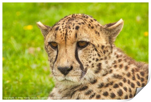 Portrait of a Cheetah Print by Mike Hardy