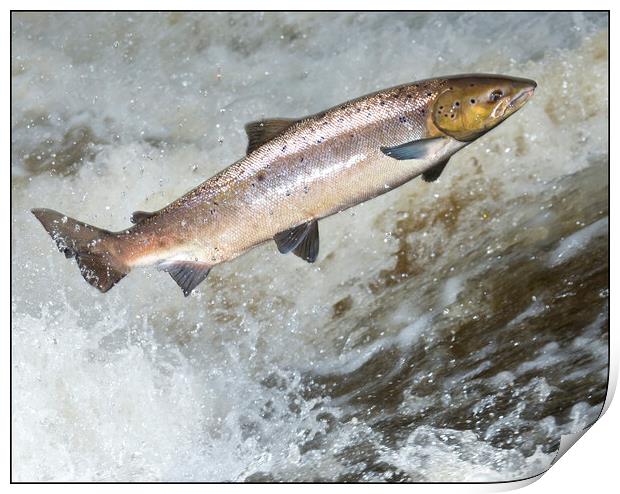 Atlantic Salmon attempting to leap a waterfall in Scotland. Print by Keith Ringland