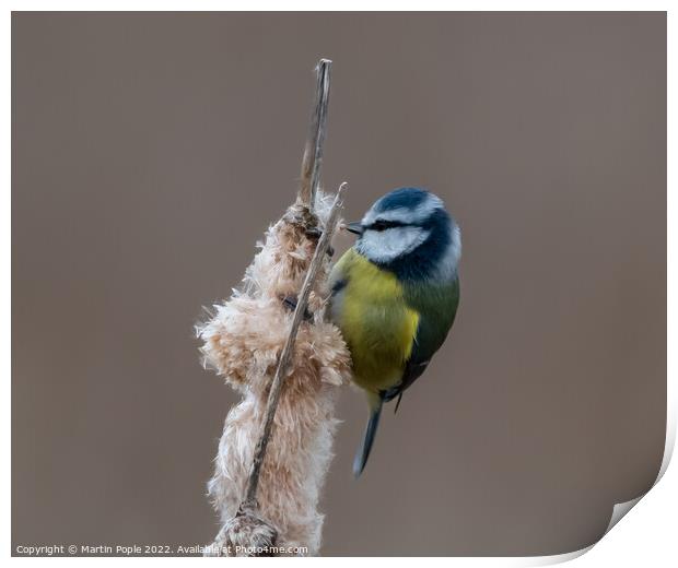 Blue Tit on Bullrush  Print by Martin Pople