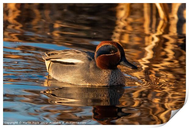 Teal on water Print by Martin Pople