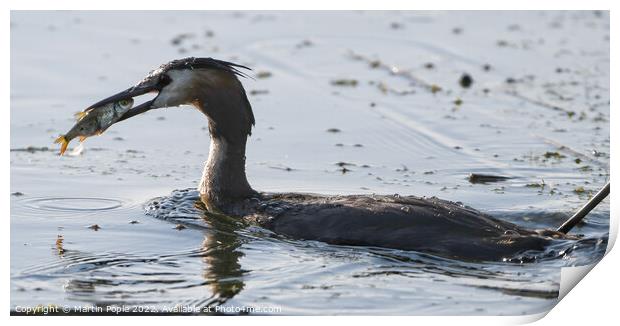 Great Crested Grebe fishing  Print by Martin Pople
