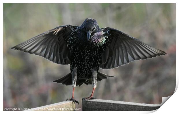 Starling with wing out Print by Martin Pople