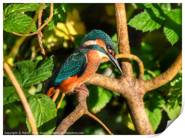 Kingfisher on branch  Print by Martin Pople