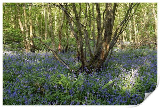 Woodland bluebells Print by Paul Daniell