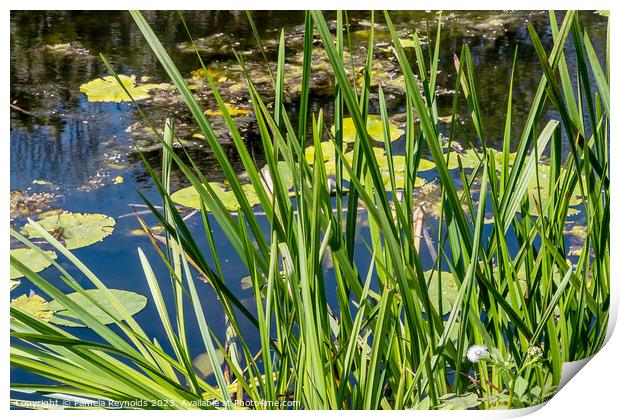 Pool with Lily Pads and Plants Print by Pamela Reynolds