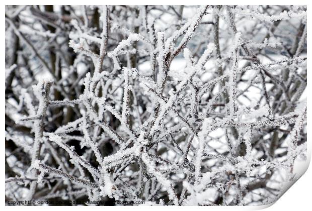 Ice covered branches from freezing fog Print by Gordon Dixon