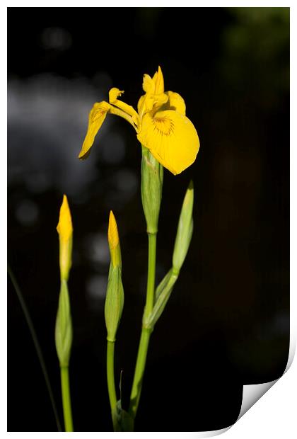 Yellow flag iris on a canal bank in Surrey Print by Gordon Dixon